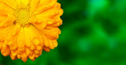 Calendula